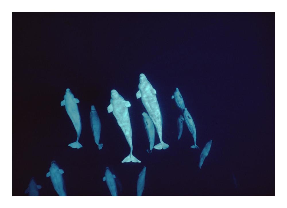 Beluga curious pod at 200 ft depth, Lancaster Sound, Nunavut, Canada-Paper Art-24"x17.4"