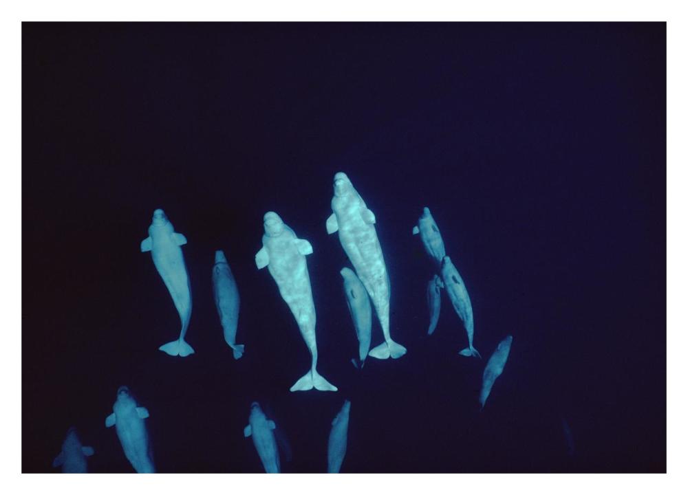 Beluga curious pod at 200 ft depth, Lancaster Sound, Nunavut, Canada-Paper Art-32"x23"