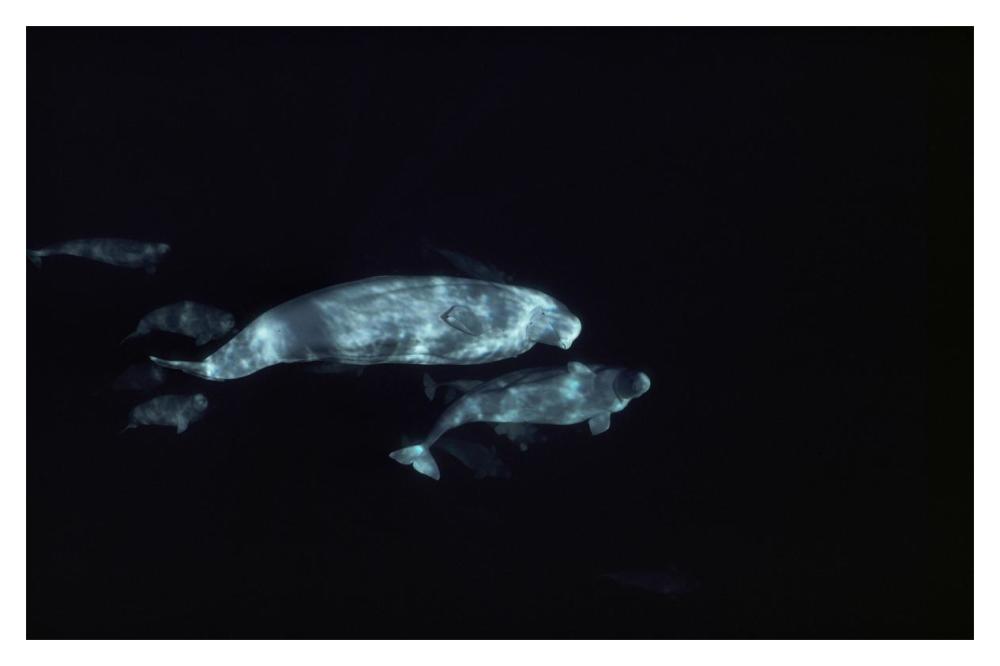 Beluga group underwater-Paper Art-20"x14"