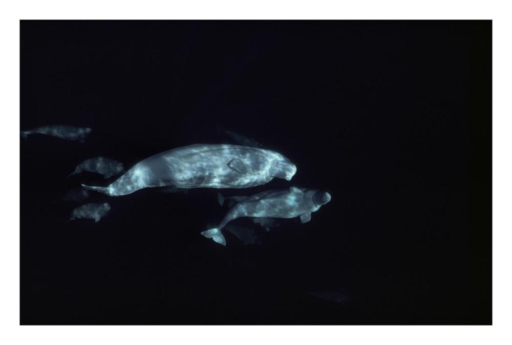 Beluga group underwater-Paper Art-26"x18"