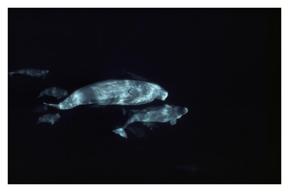 Beluga group underwater-Paper Art-38"x26"