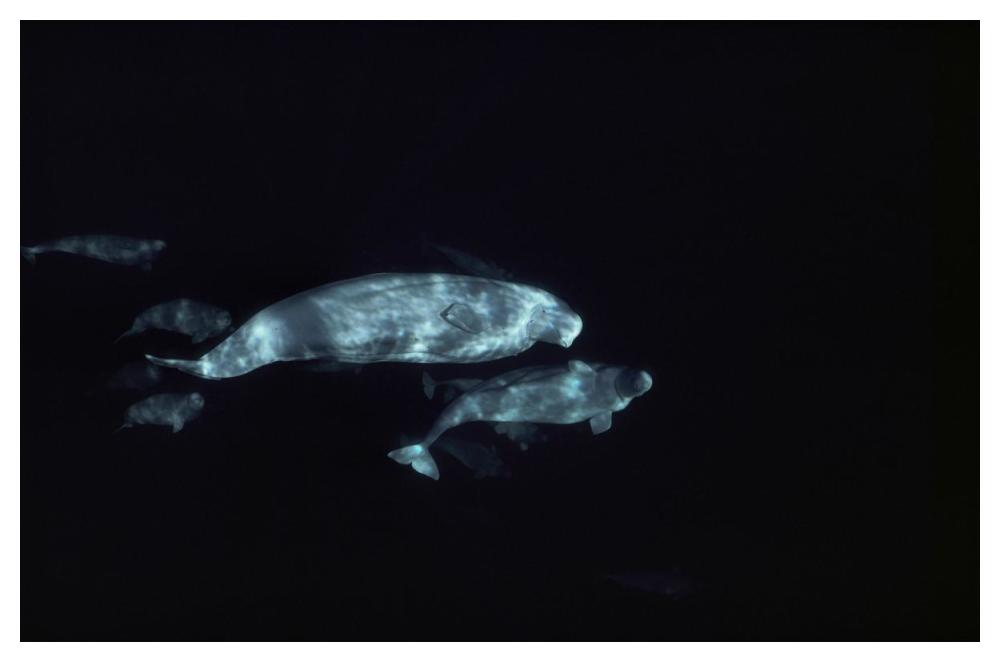 Beluga group underwater-Paper Art-50"x34"
