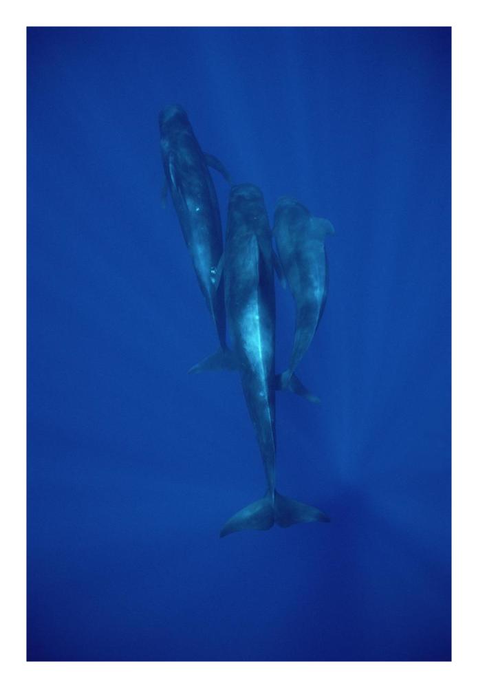 Short-finned Pilot Whale trio underwater, Hawaii-Paper Art-18"x26"