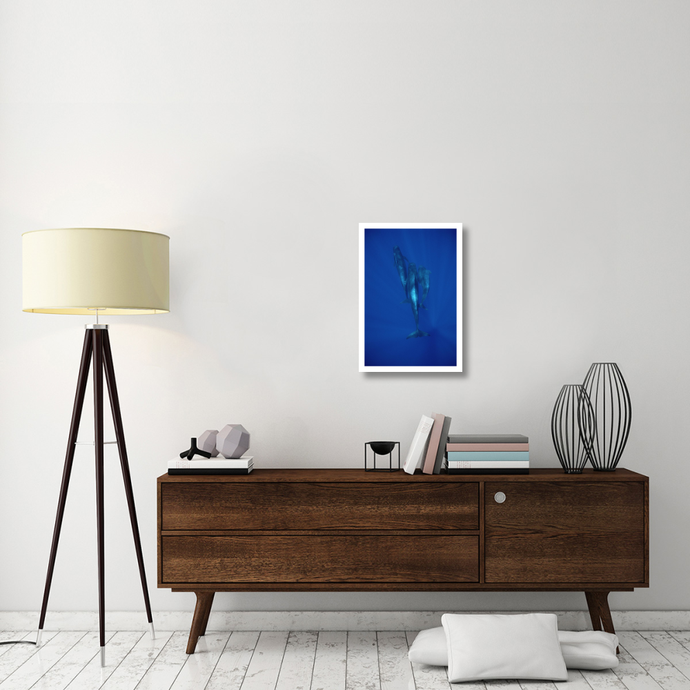Short-finned Pilot Whale trio underwater, Hawaii-Paper Art-18&quotx26"