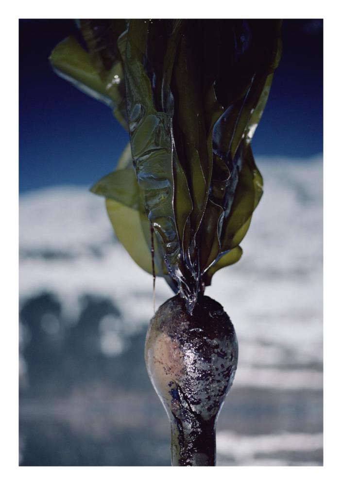 Close-up of oil-covered kelp, Exxon Valdez oil spill, Alaska-Paper Art-18"x26"
