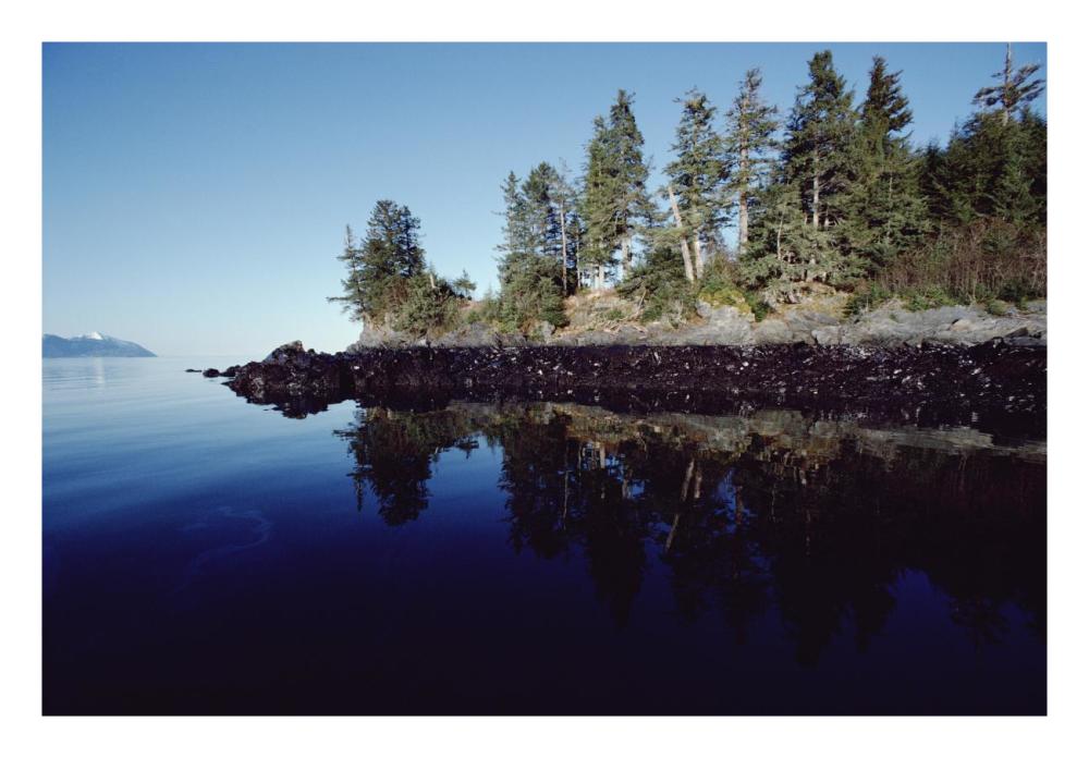 High tide mark shows oil spilled by Exxon Valdez, Prince William Sound, Alaska-Paper Art-26"x18"