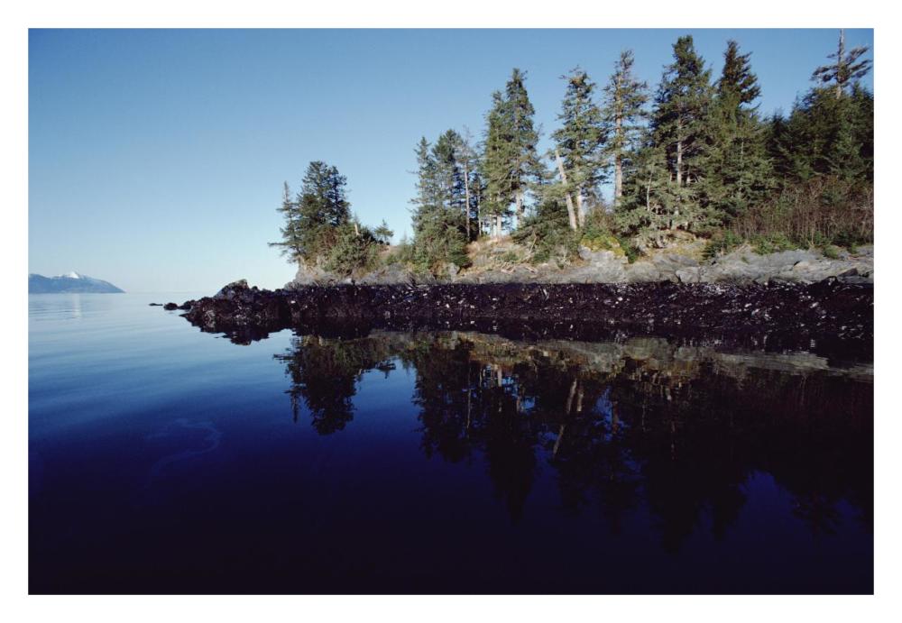 High tide mark shows oil spilled by Exxon Valdez, Prince William Sound, Alaska-Paper Art-32"x22"