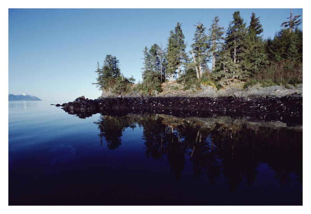 High tide mark shows oil spilled by Exxon Valdez, Prince William Sound, Alaska-Paper Art-38"x26"