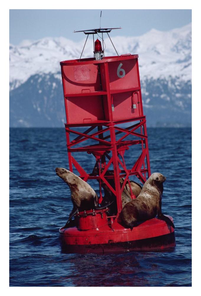 Oil stained Steller's Sea Lions, Exxon Valdez Oil Spill, Prince William Sound, Alaska-Paper Art-22"x32"