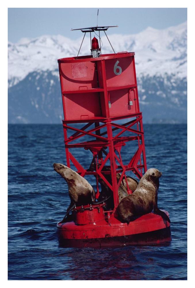 Oil stained Steller's Sea Lions, Exxon Valdez Oil Spill, Prince William Sound, Alaska-Paper Art-26"x38"