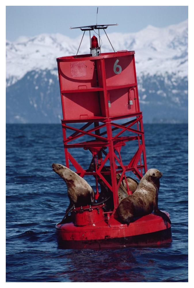 Oil stained Steller's Sea Lions, Exxon Valdez Oil Spill, Prince William Sound, Alaska-Paper Art-34"x50"