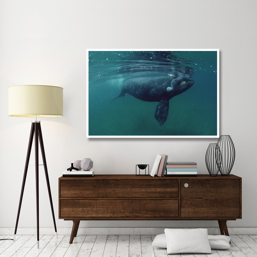 Southern Right Whale juvenile, underwater, Peninsula Valdez, Argentina-Paper Art-62&quotx42"
