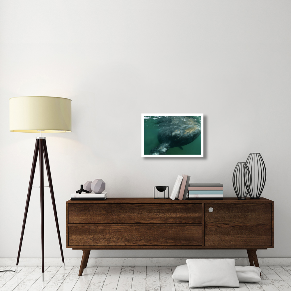 Southern Right Whale close up, underwater near surface, Argentina-Paper Art-26&quotx18"