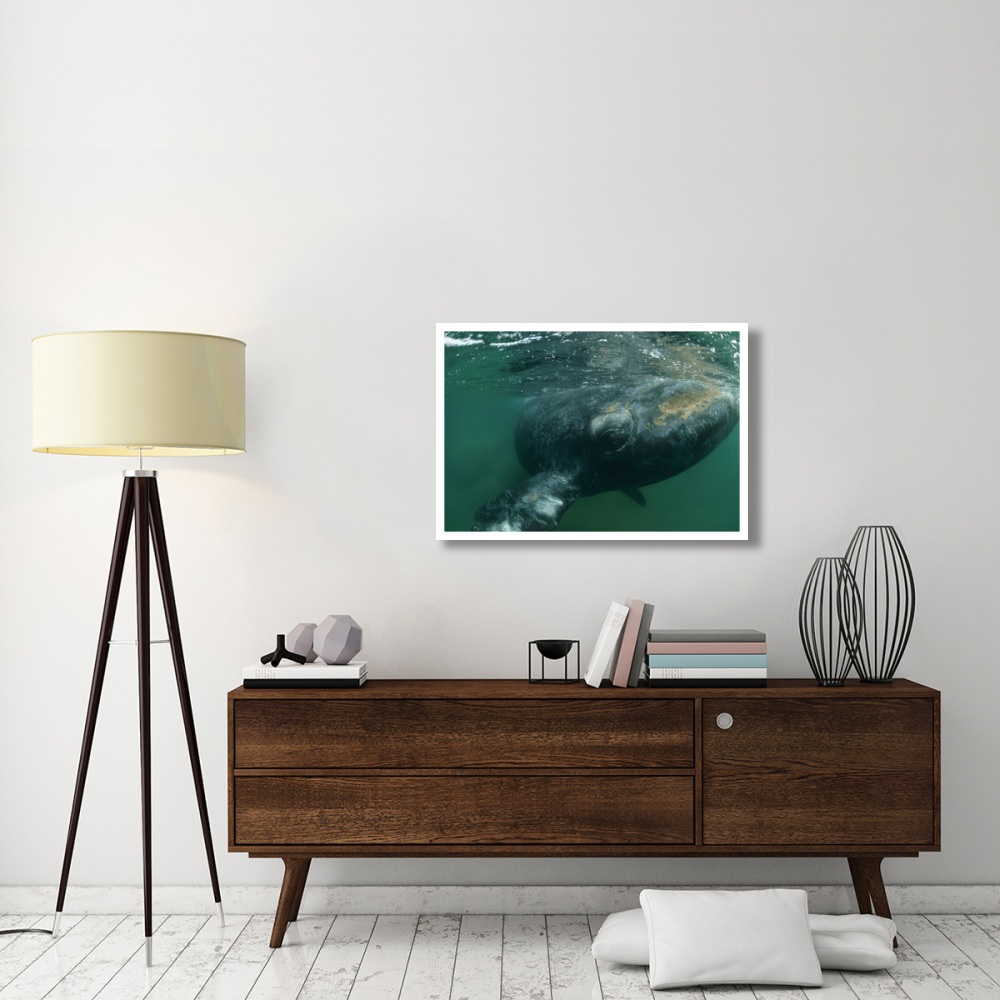 Southern Right Whale close up, underwater near surface, Argentina-Paper Art-38&quotx26"