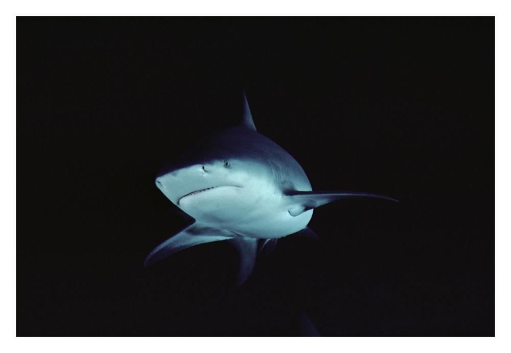 Bull Shark underwater portrait, North America-Paper Art-32"x22"