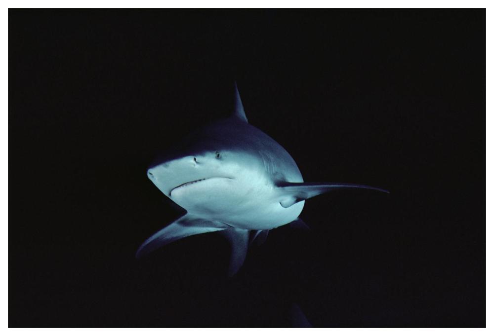 Bull Shark underwater portrait, North America-Paper Art-62"x42"