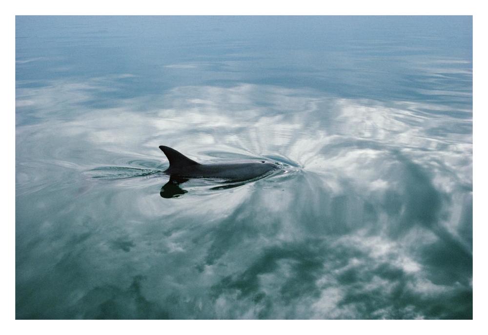 Bottlenose Dolphin surfacing, Shark Bay, Australia-Paper Art-32"x22"