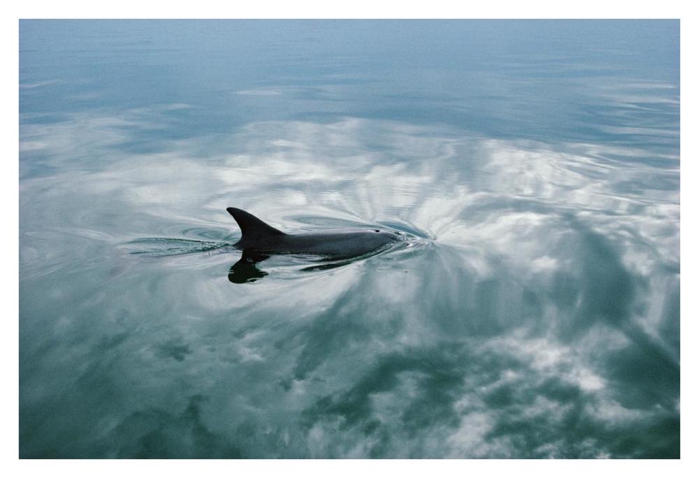 Bottlenose Dolphin surfacing, Shark Bay, Australia-Paper Art-38"x26"