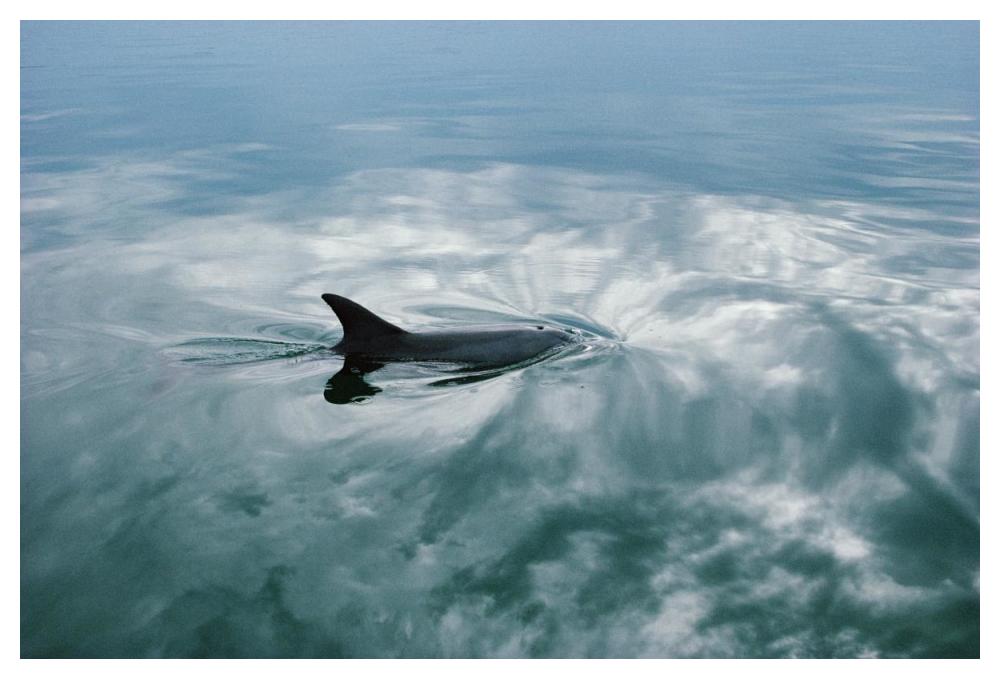Bottlenose Dolphin surfacing, Shark Bay, Australia-Paper Art-50"x34"
