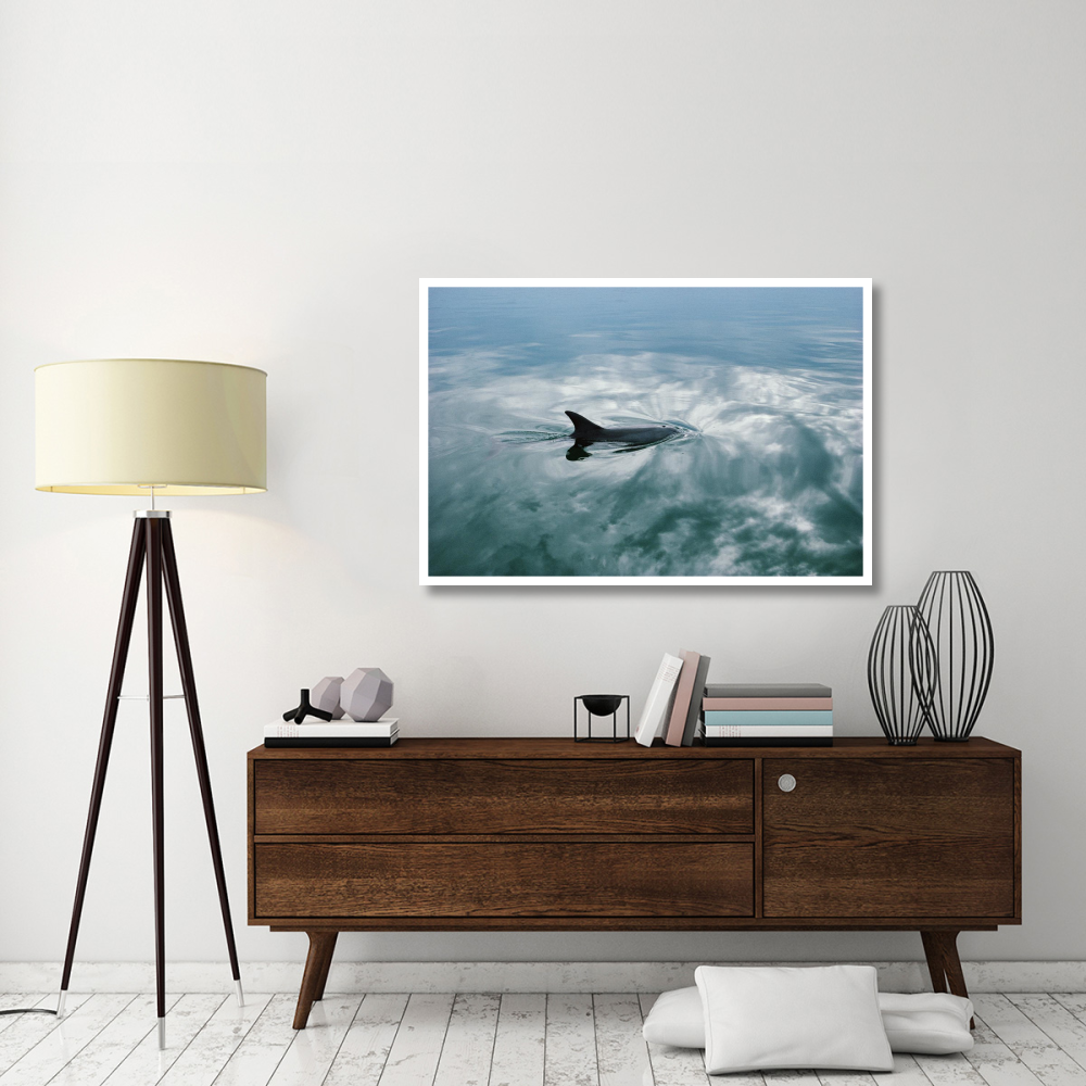 Bottlenose Dolphin surfacing, Shark Bay, Australia-Paper Art-50&quotx34"