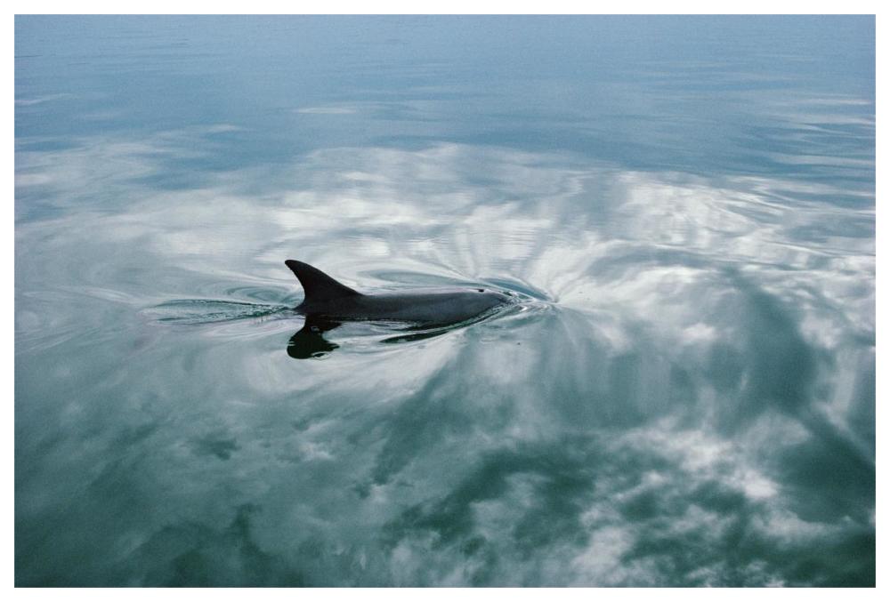 Bottlenose Dolphin surfacing, Shark Bay, Australia-Paper Art-62"x42"