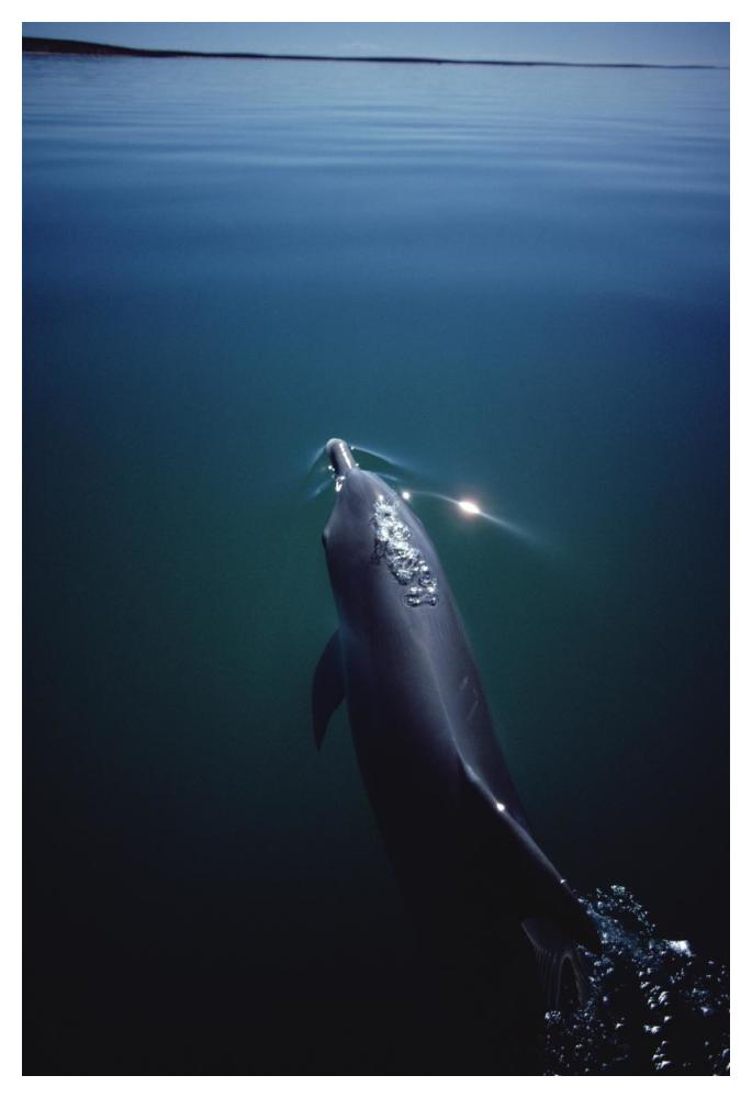 Bottlenose Dolphin surfacing, Australia-Paper Art-34"x50"