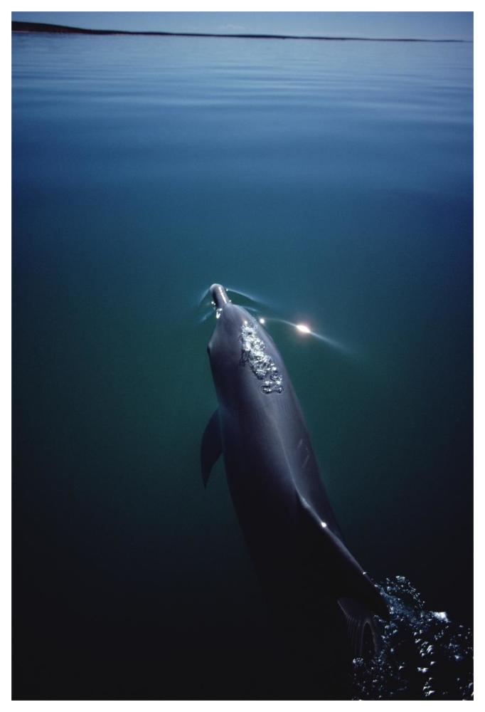 Bottlenose Dolphin surfacing, Australia-Paper Art-42"x62"