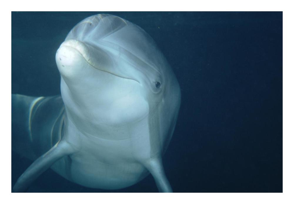 Bottlenose Dolphin underwater portrait, captive animal, Hawaii-Paper Art-26"x18"