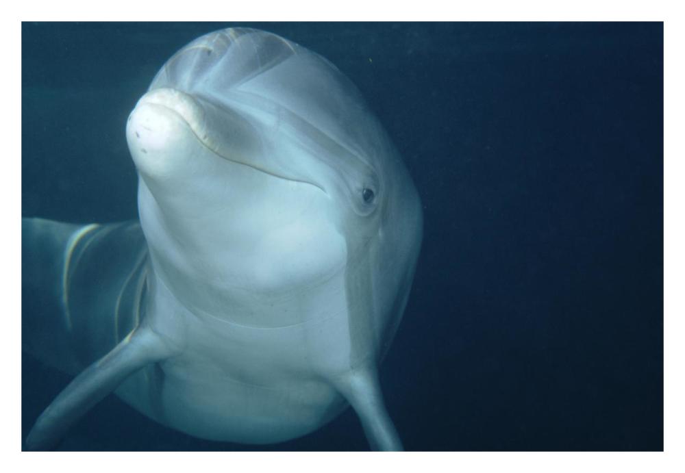 Bottlenose Dolphin underwater portrait, captive animal, Hawaii-Paper Art-32"x22"