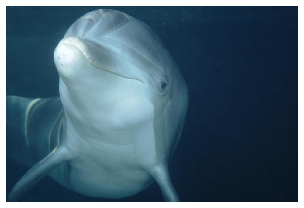 Bottlenose Dolphin underwater portrait, captive animal, Hawaii-Paper Art-50"x34"