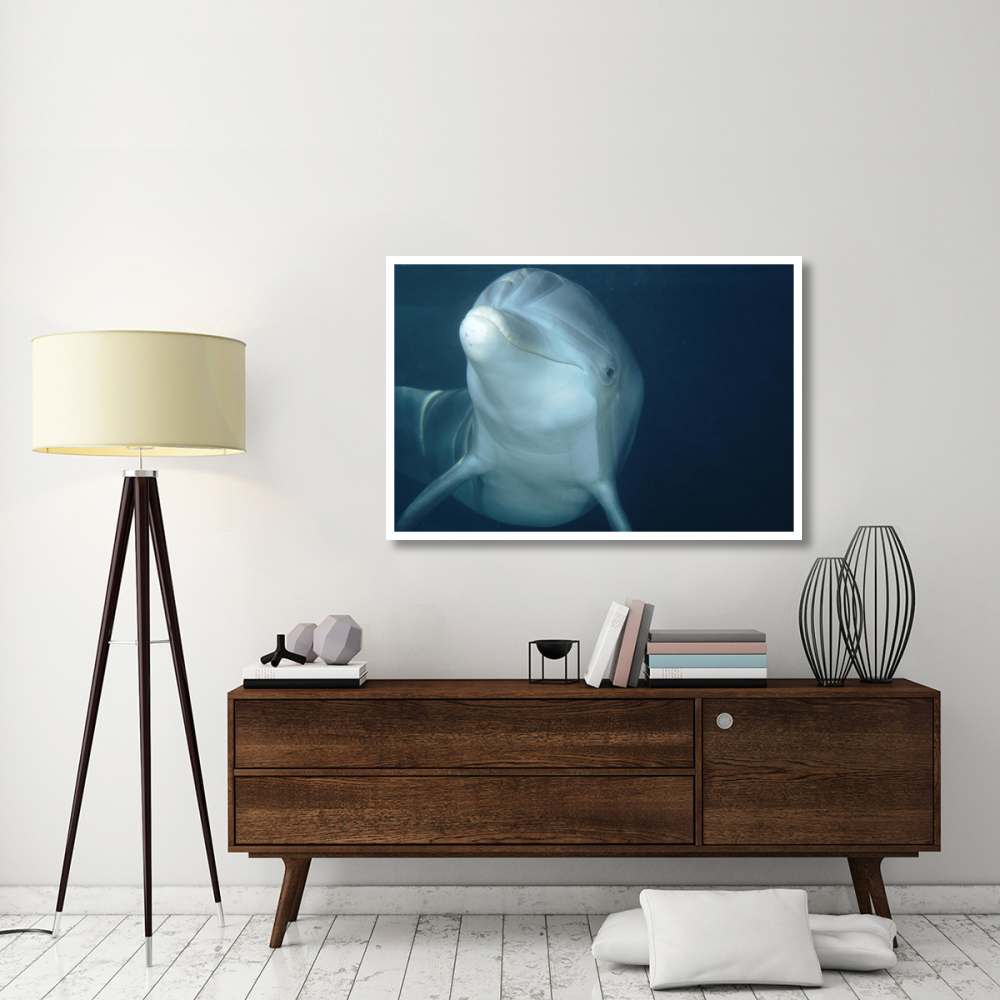 Bottlenose Dolphin underwater portrait, captive animal, Hawaii-Paper Art-50&quotx34"