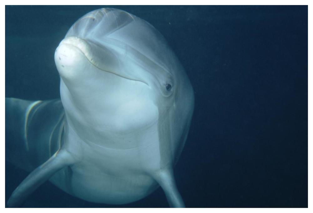 Bottlenose Dolphin underwater portrait, captive animal, Hawaii-Paper Art-62"x42"