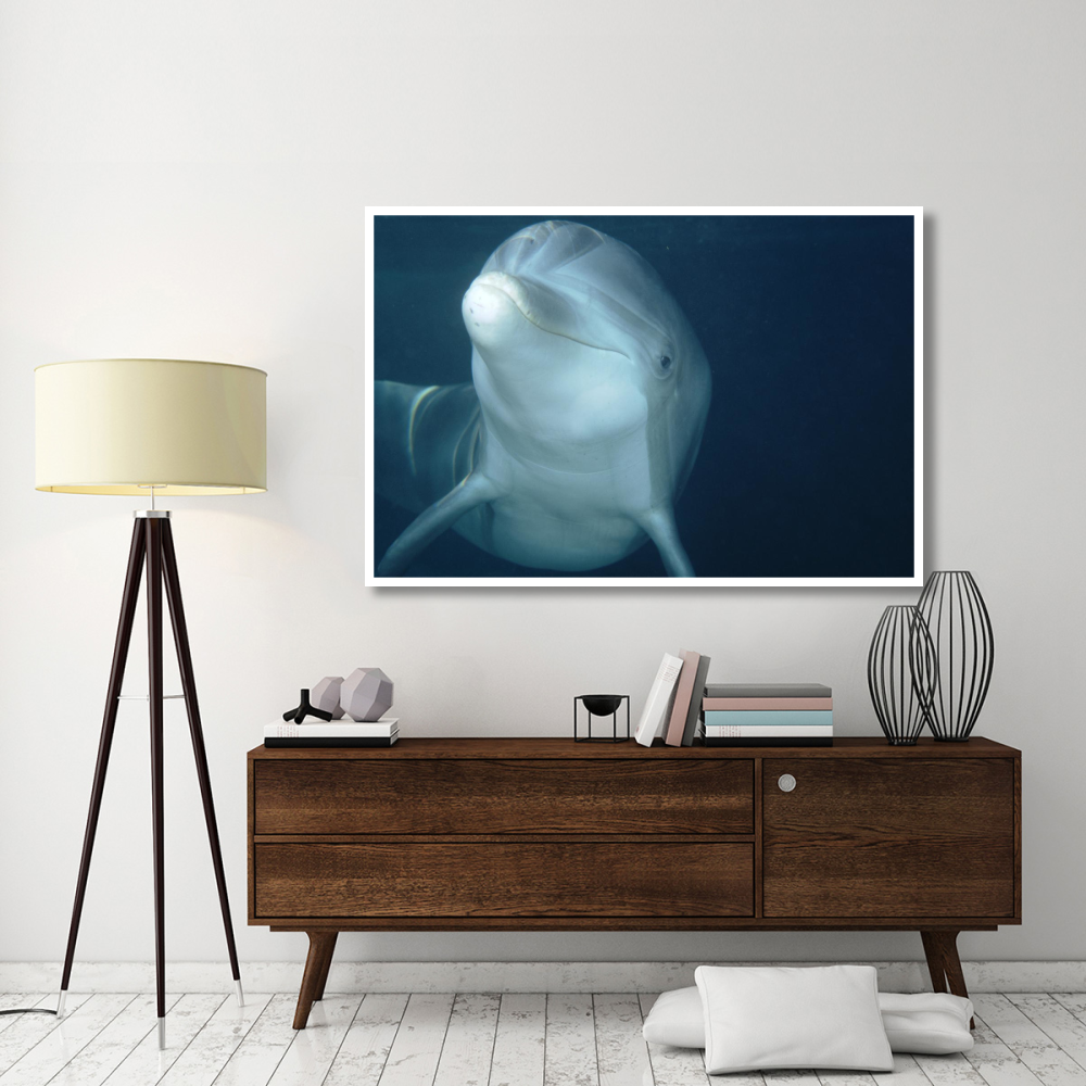 Bottlenose Dolphin underwater portrait, captive animal, Hawaii-Paper Art-62&quotx42"