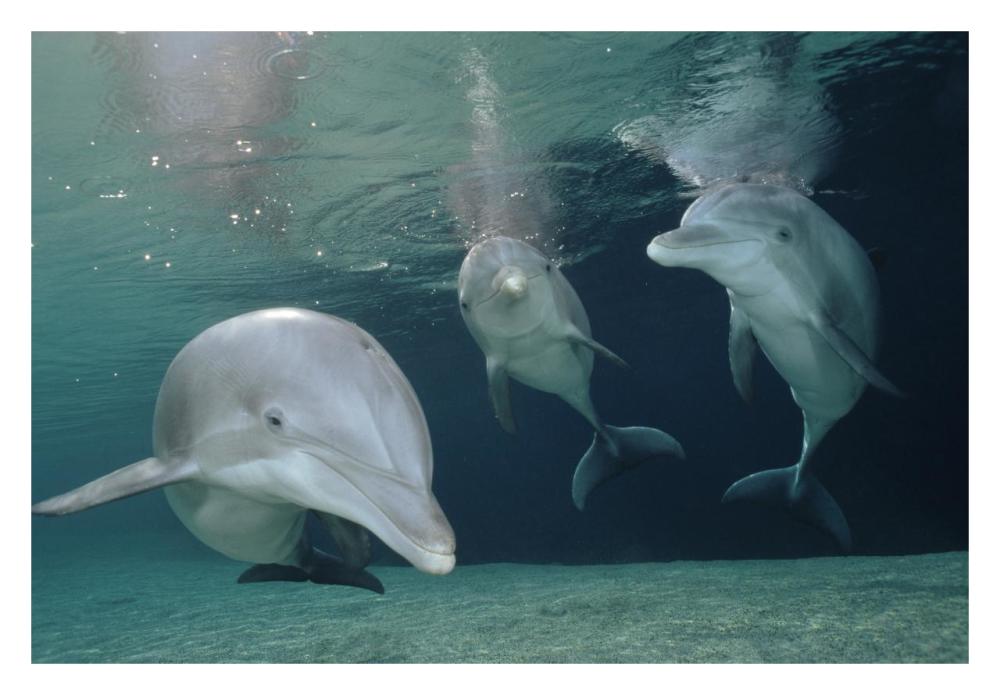 Bottlenose Dolphin underwater trio, Hawaii, captive animal-Paper Art-32"x22"