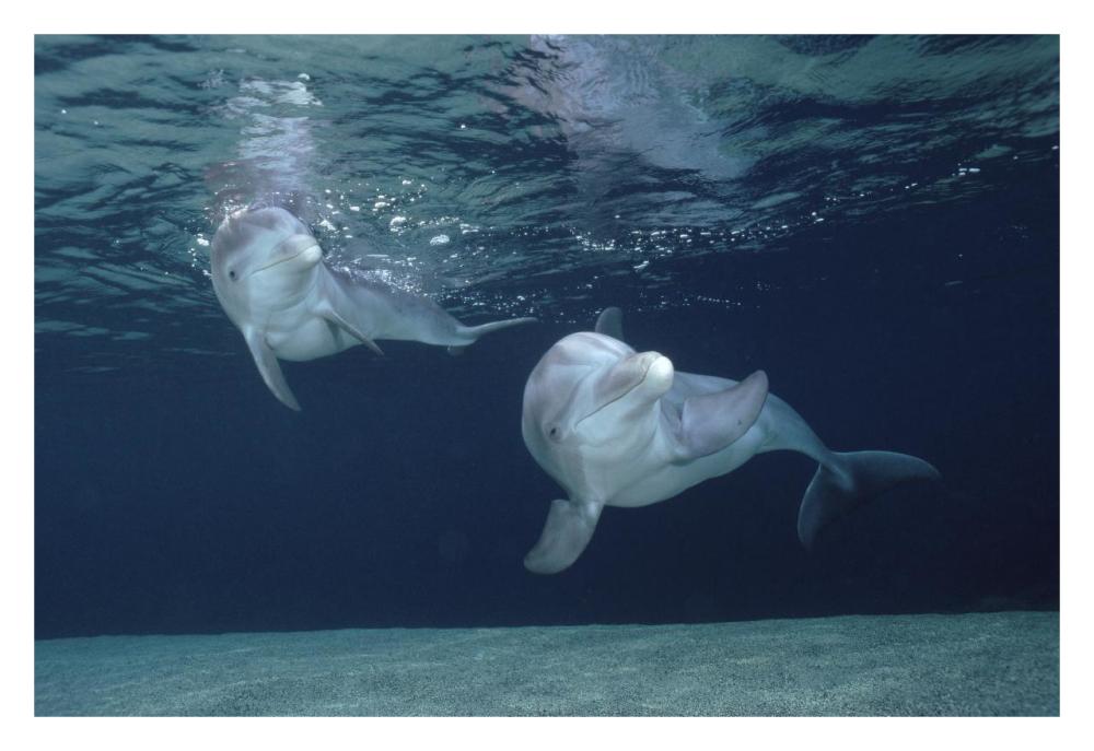 Bottlenose Dolphin underwater pair, Hawaii-Paper Art-32"x22"