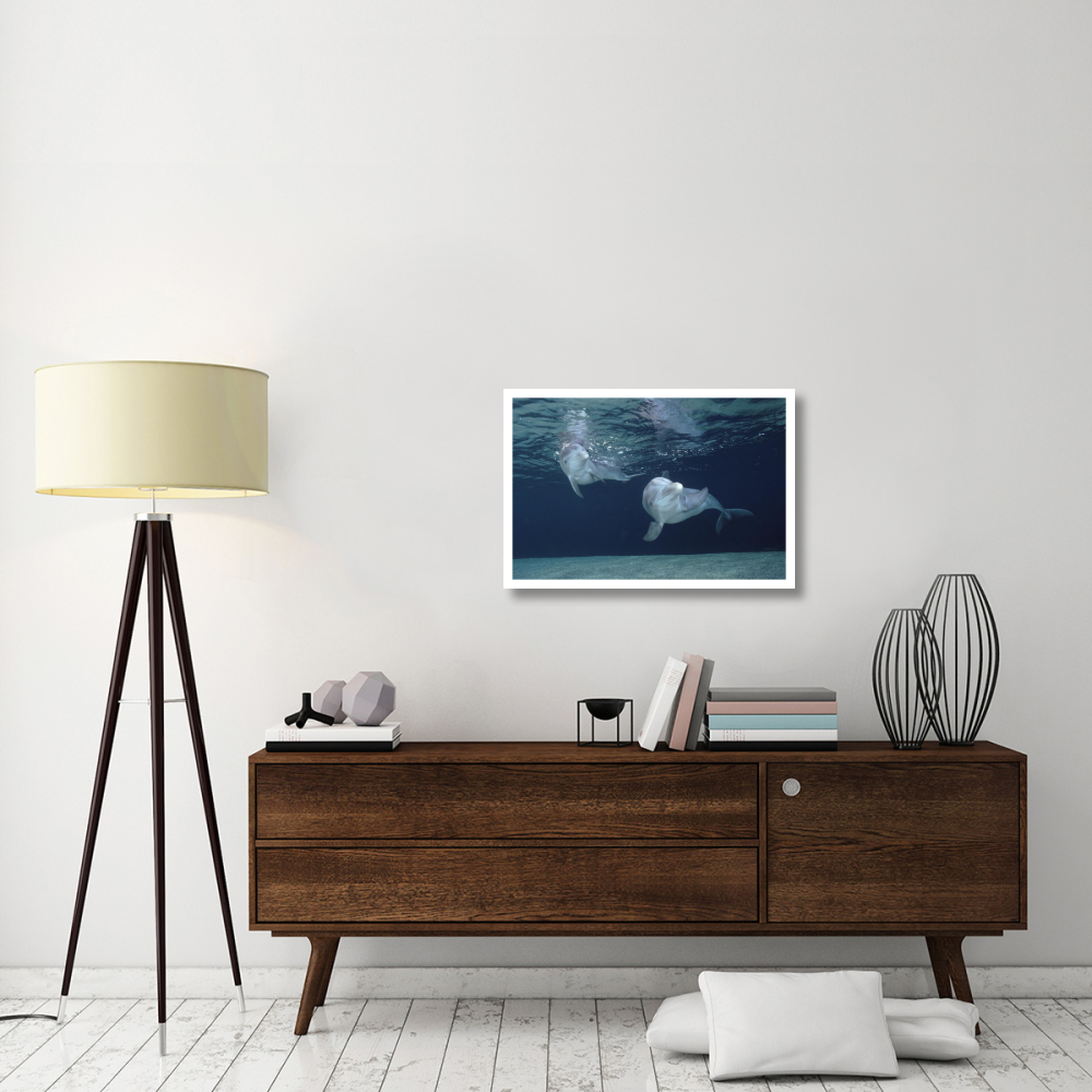 Bottlenose Dolphin underwater pair, Hawaii-Paper Art-32&quotx22"