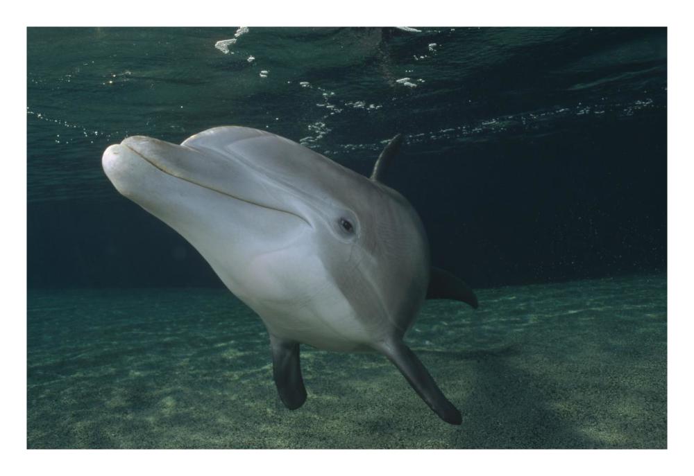 Bottlenose Dolphin underwater portrait, Hawaii-Paper Art-26"x18"
