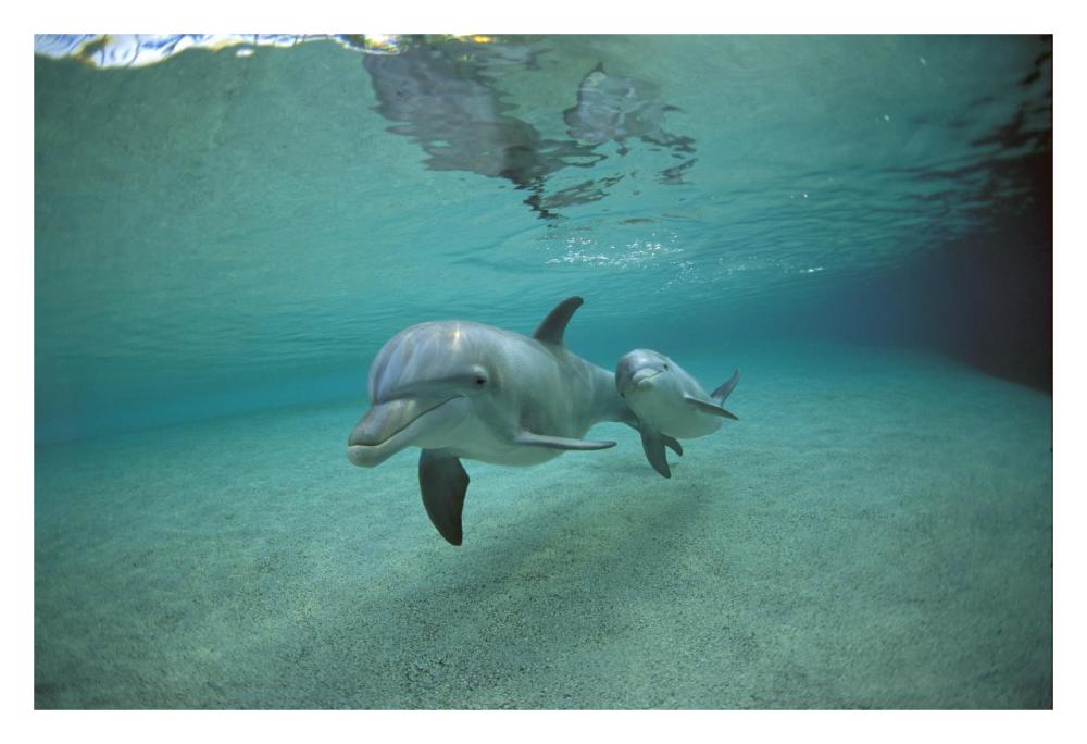 Bottlenose Dolphin underwater mother and young, Hawaii-Paper Art-32"x22"