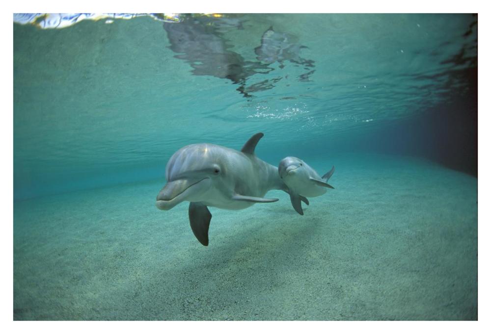 Bottlenose Dolphin underwater mother and young, Hawaii-Paper Art-38"x26"