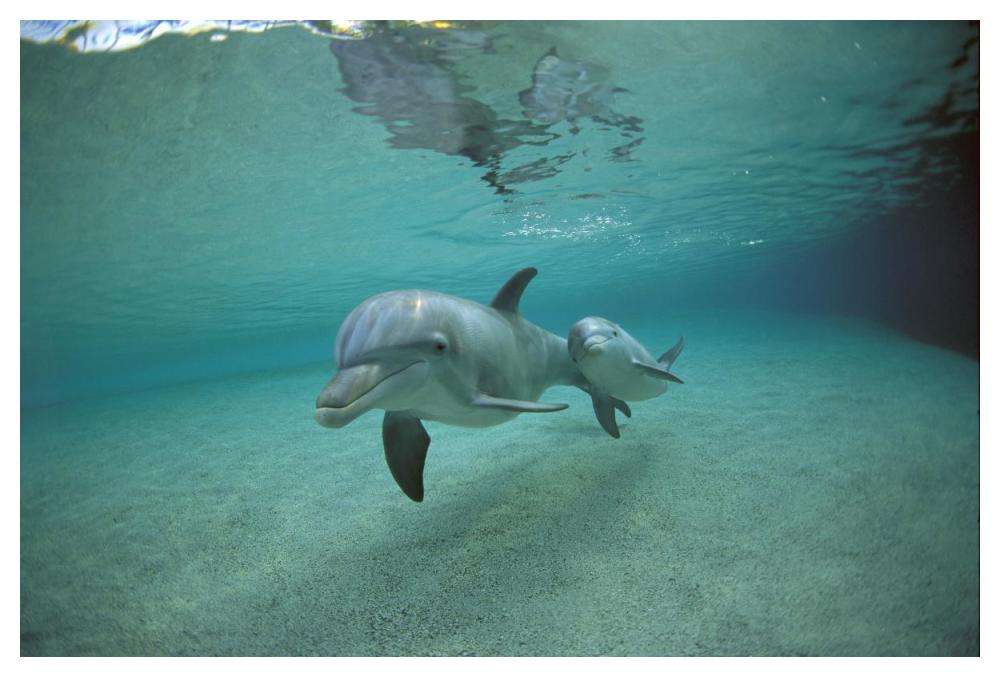 Bottlenose Dolphin underwater mother and young, Hawaii-Paper Art-50"x34"