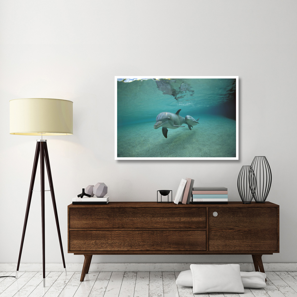 Bottlenose Dolphin underwater mother and young, Hawaii-Paper Art-50&quotx34"