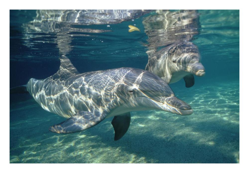 Bottlenose Dolphin underwater pair, Hawaii-Paper Art-26"x18"
