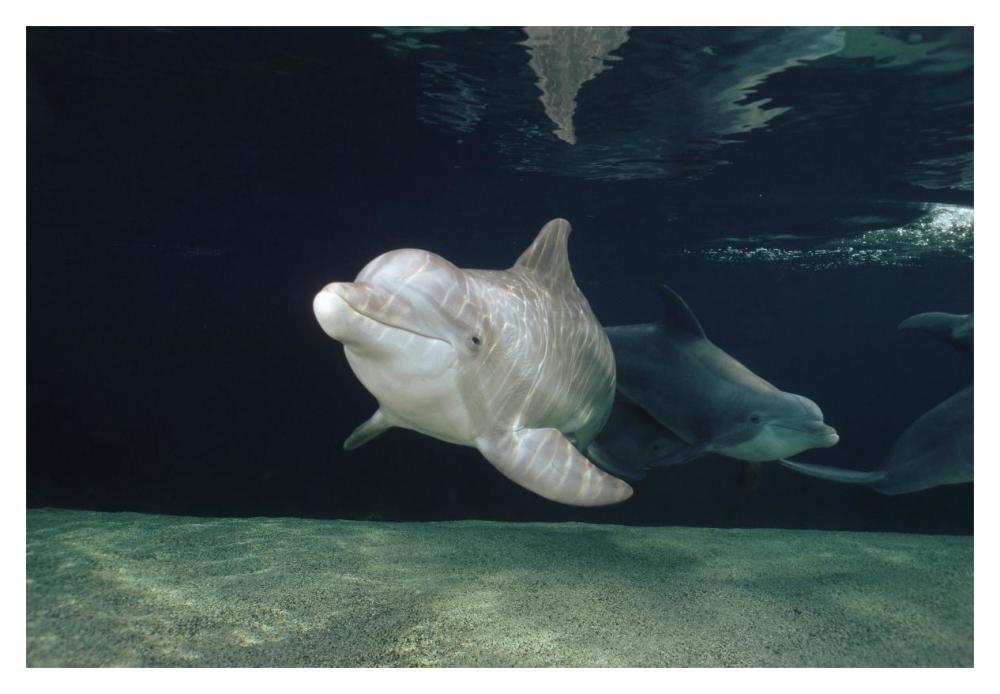 Bottlenose Dolphin underwater pair, Hawaii-Paper Art-20"x14"