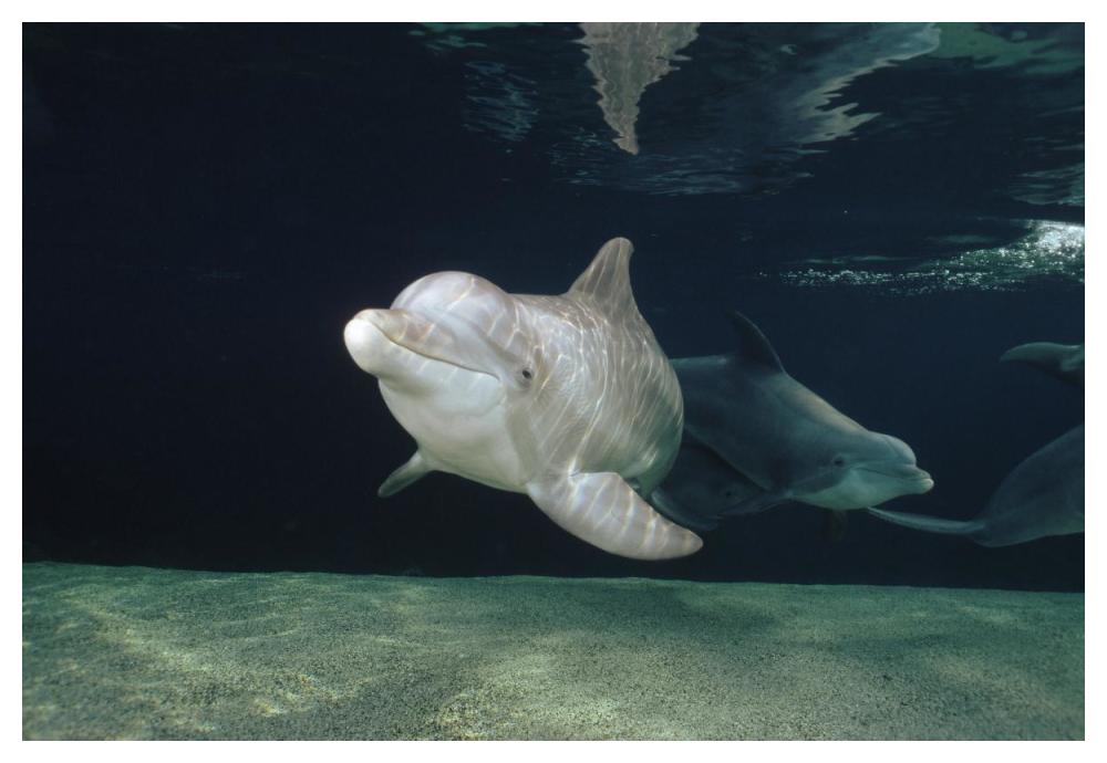 Bottlenose Dolphin underwater pair, Hawaii-Paper Art-50"x34"