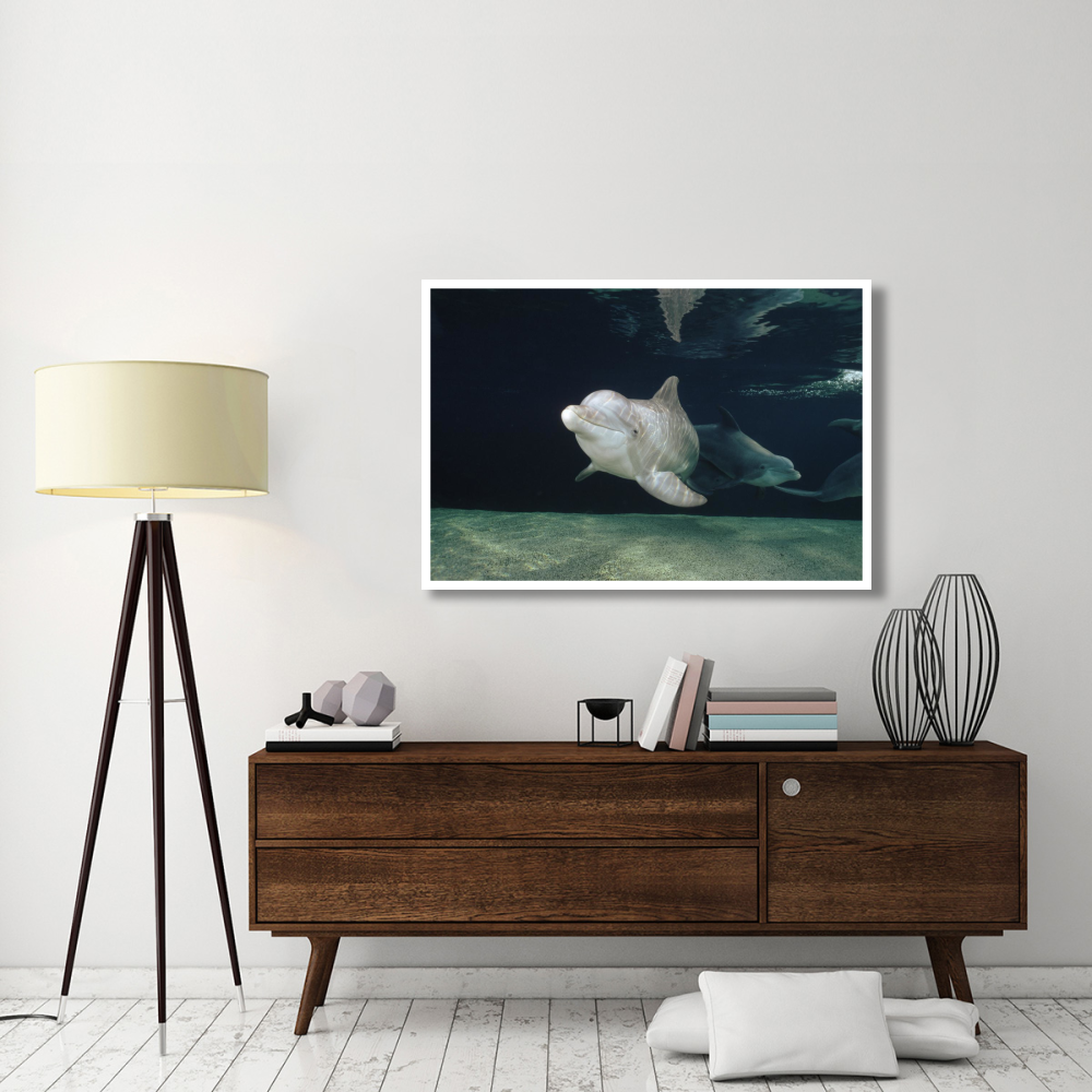 Bottlenose Dolphin underwater pair, Hawaii-Paper Art-50&quotx34"