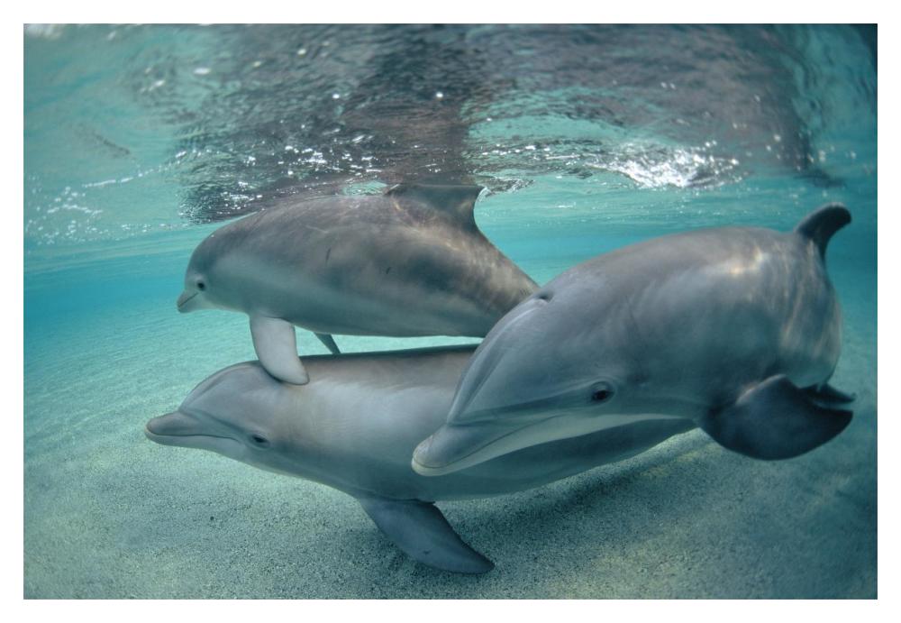 Bottlenose Dolphin underwater trio, Hawaii-Paper Art-20"x14"