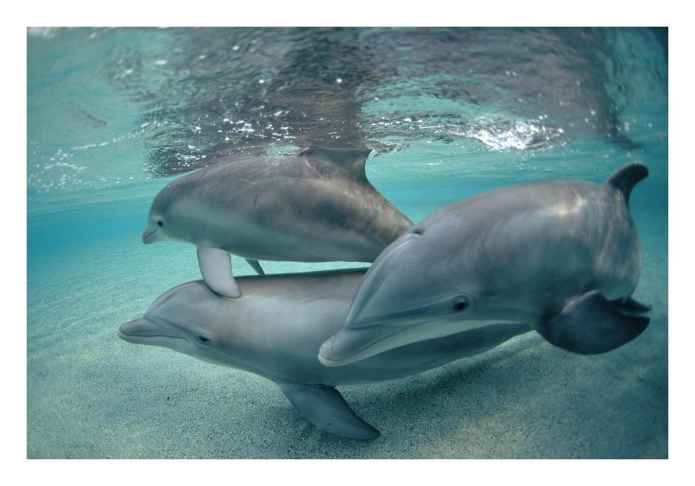 Bottlenose Dolphin underwater trio, Hawaii-Paper Art-26"x18"