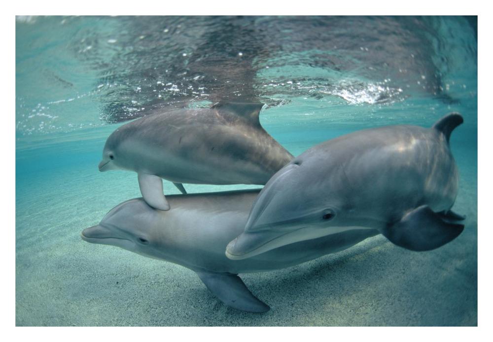 Bottlenose Dolphin underwater trio, Hawaii-Paper Art-32"x22"