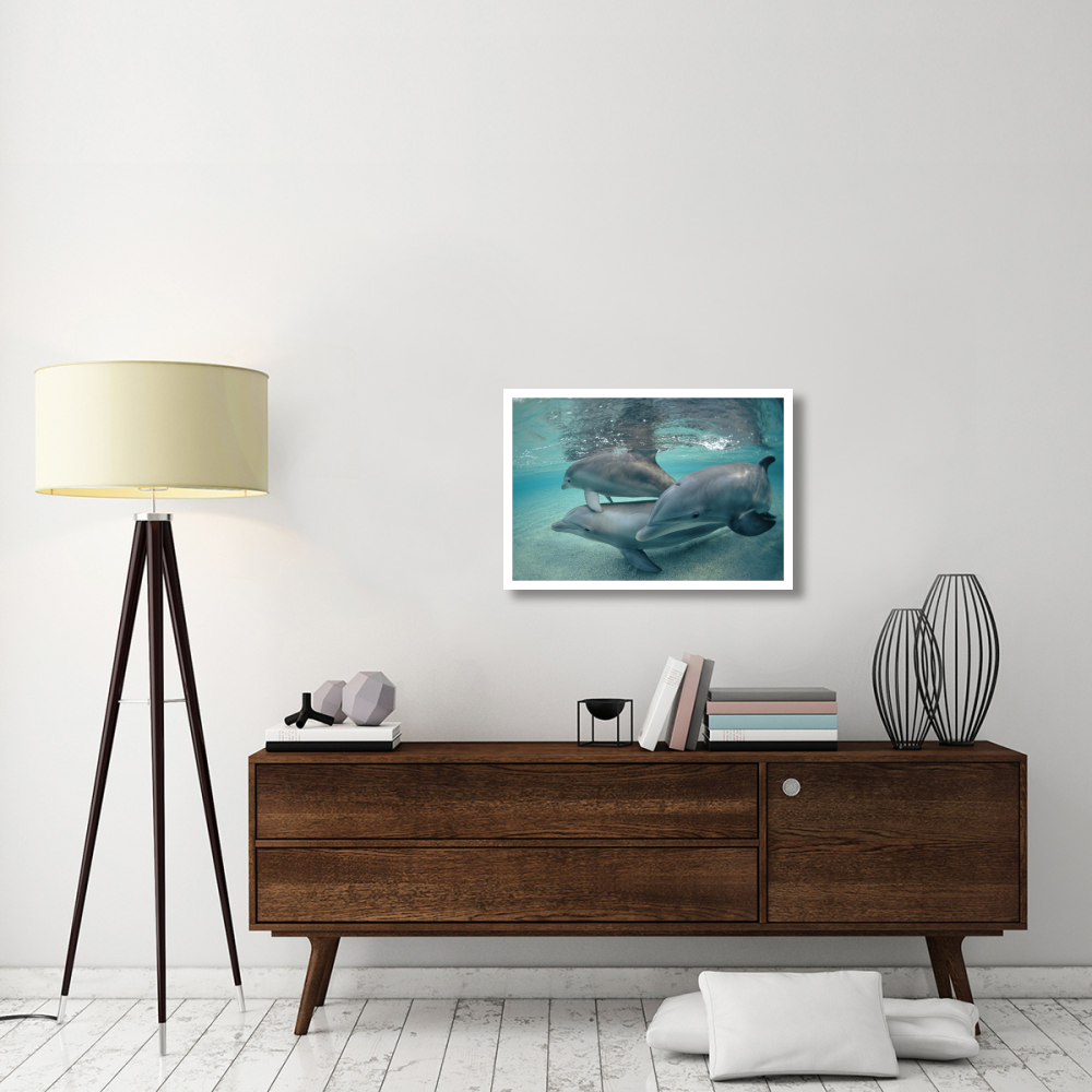 Bottlenose Dolphin underwater trio, Hawaii-Paper Art-32&quotx22"
