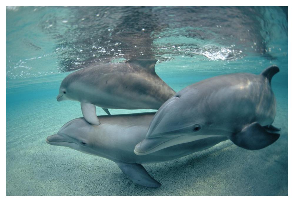 Bottlenose Dolphin underwater trio, Hawaii-Paper Art-50"x34"